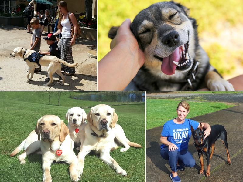 Pawsitive Results Dog Training