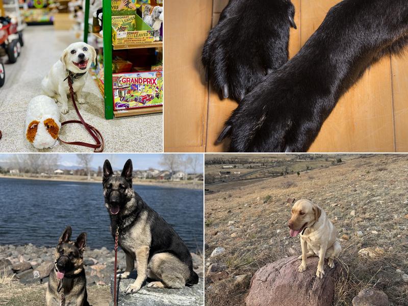 BlackPaw Dog Training