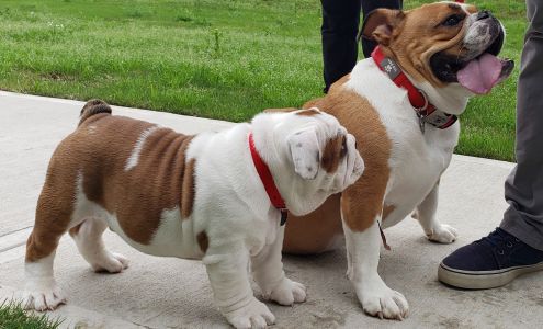 Denver Dog Whisperer