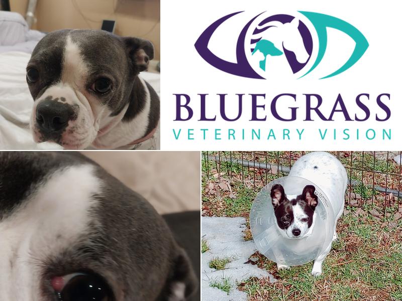 Bluegrass Veterinary Vision