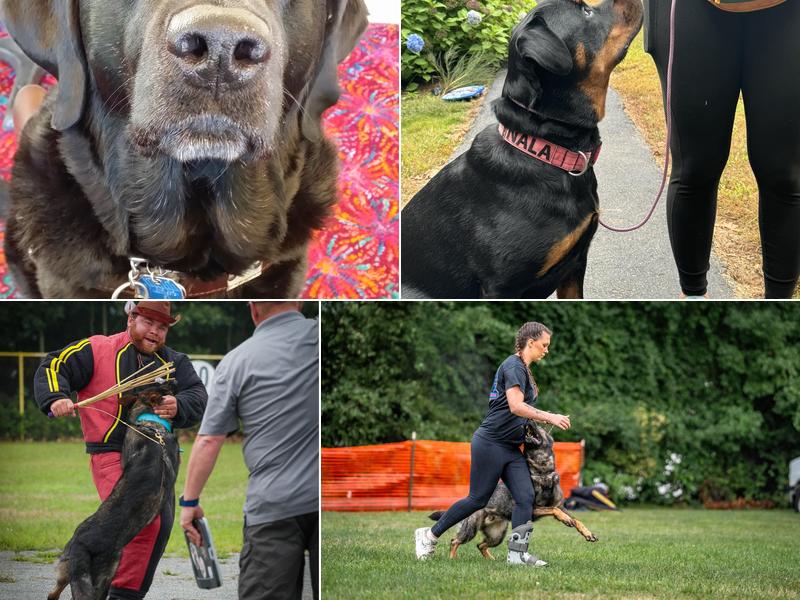 Advanced K9 Training of NH