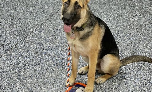 Delta Elite K9 Dog Training