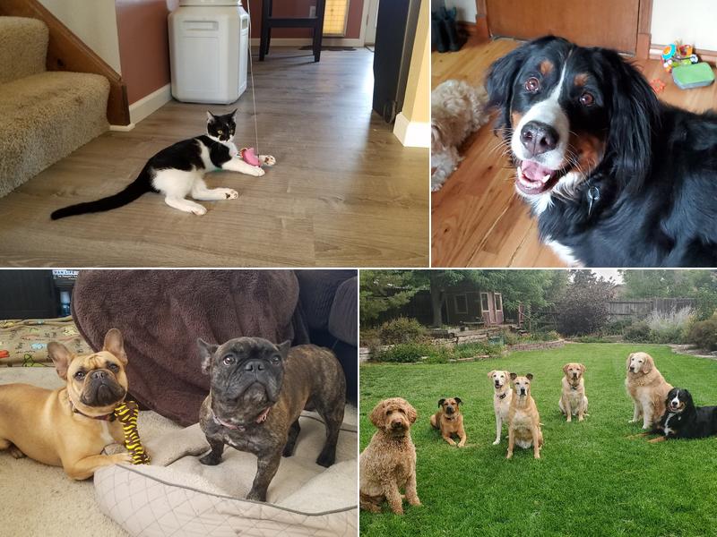 Wonder Mutt Pet Services llc