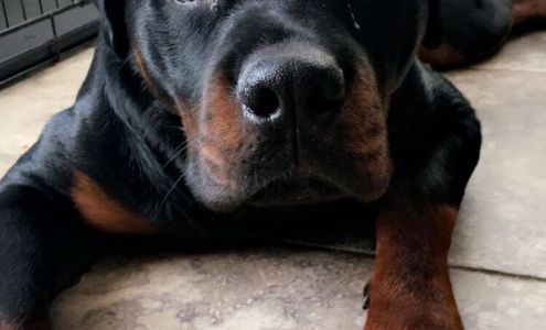 American Canine Training