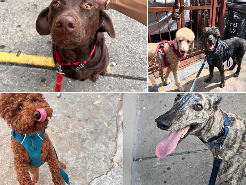 The Bushwick Dog Walking Company