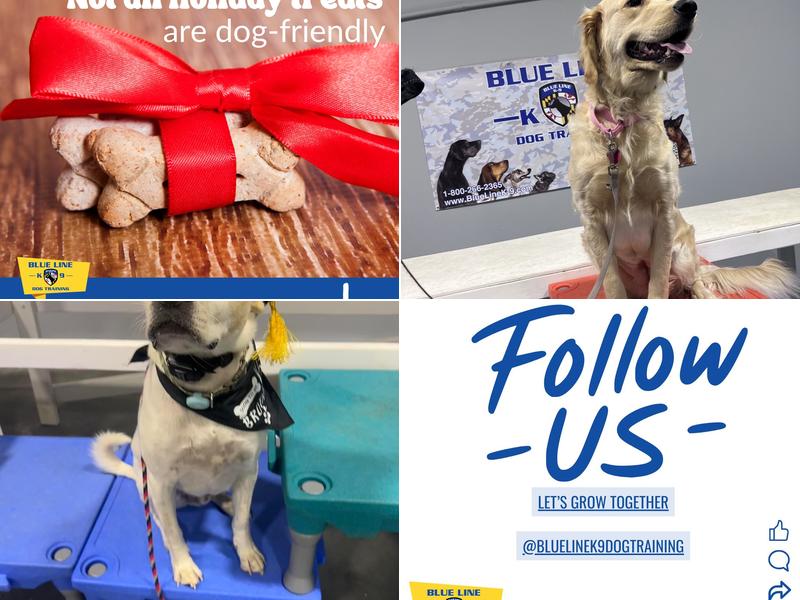 Blue Line K-9 Dog Training