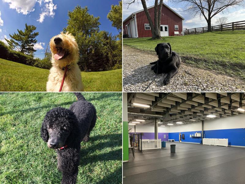 Dog's Best Friend Training