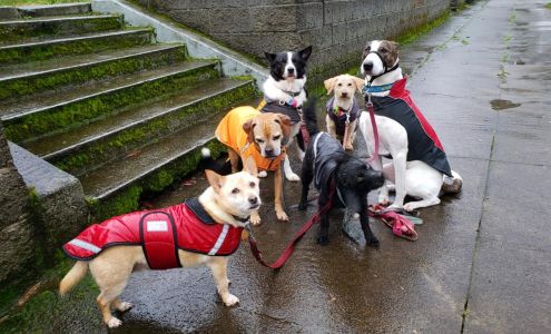 Instinct Dog Behavior & Training Portland