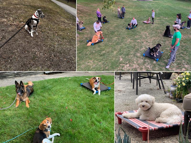 Pawsitive K9 Behavior School