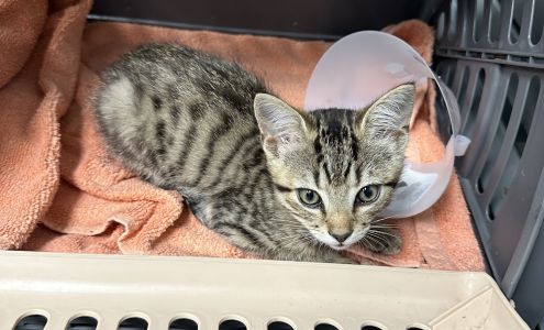 Hospital for Veterinary Dentistry and Oral Surgery - Mount Pleasant 1169 Chuck Dawley Blvd, Mt Pleasant South Carolina 29464