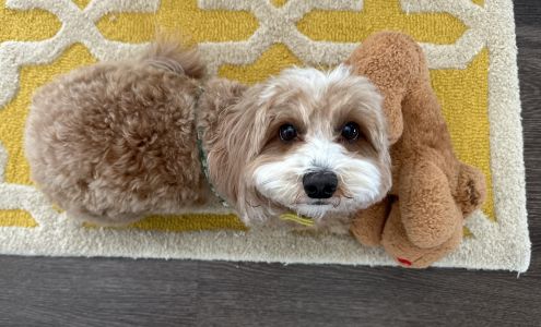 Veterinary Dental Care 1510 Mathis Ferry Rd, Mt Pleasant South Carolina 29464