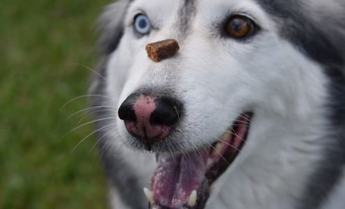 Canine Initiative Training