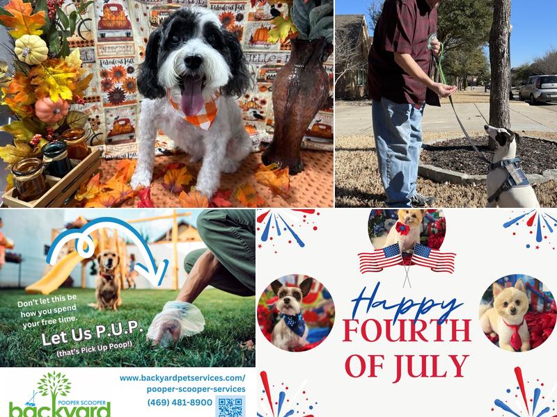 Backyard Pet Training