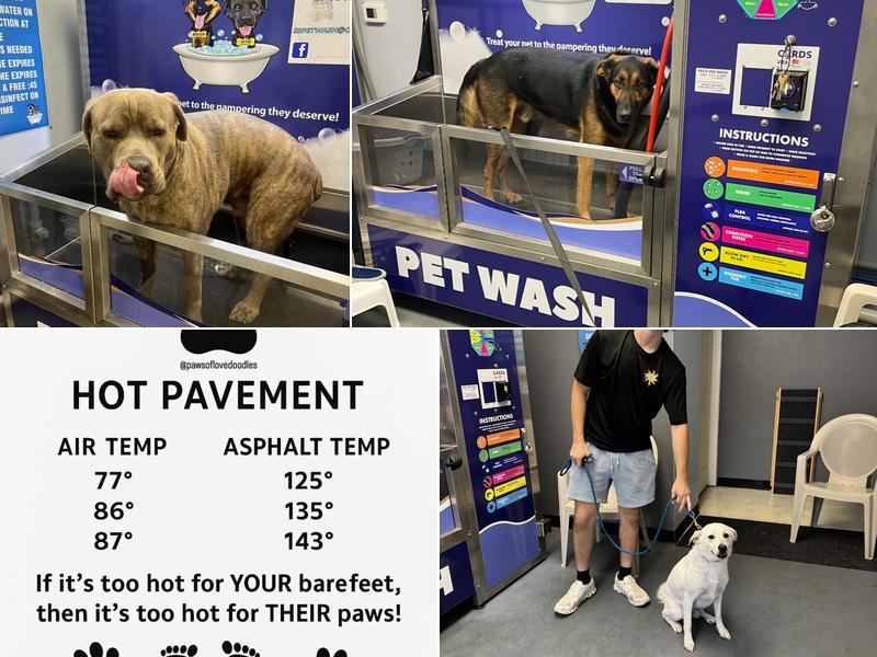 Self Serve Pet Wash Victor