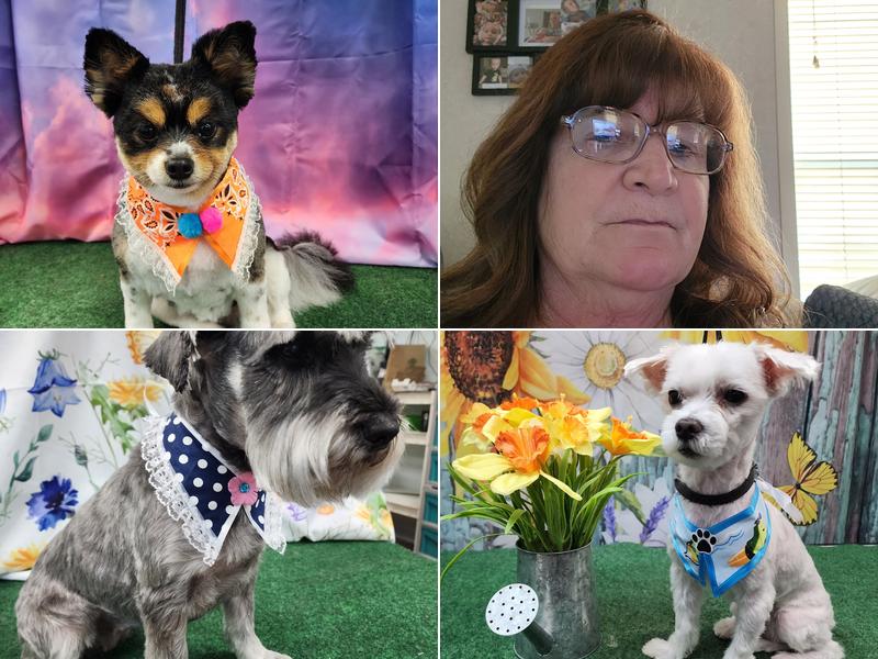 Pampered Pets By Michelle @ Cute Cuts