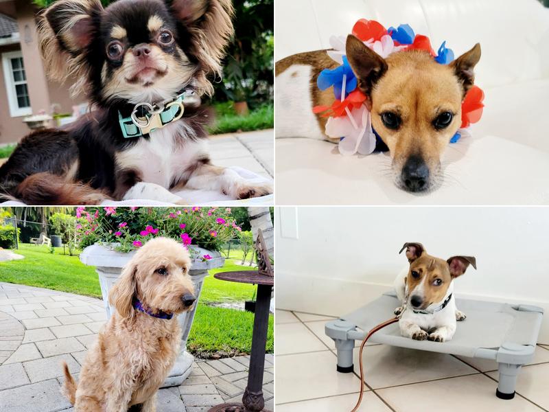 K9 Spa Dog Training & Dog Boarding