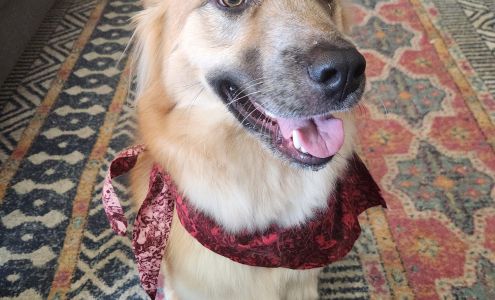 DownTown Dawg Grooming 2140 McGregor Blvd, Fort Myers Florida 33901