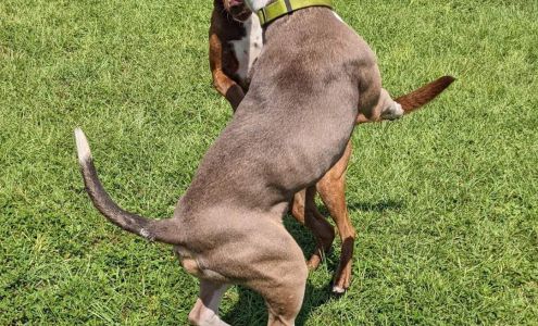 Kayla's Critter Cottage