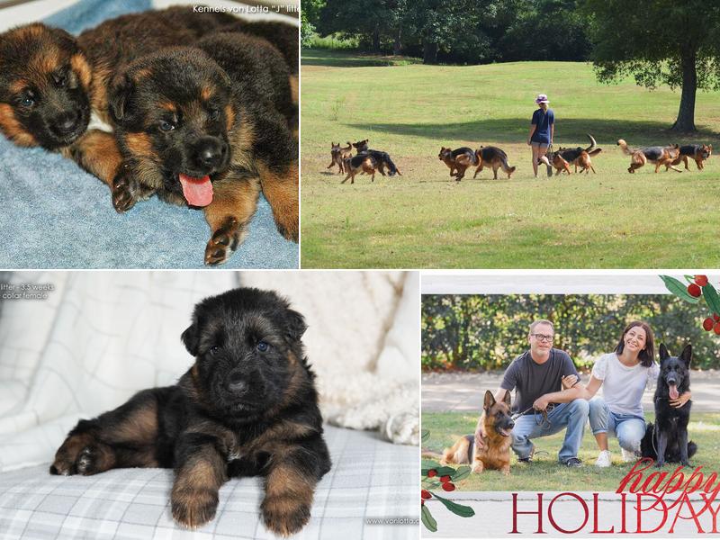 Kennels von Lotta German Shepherds, LLC