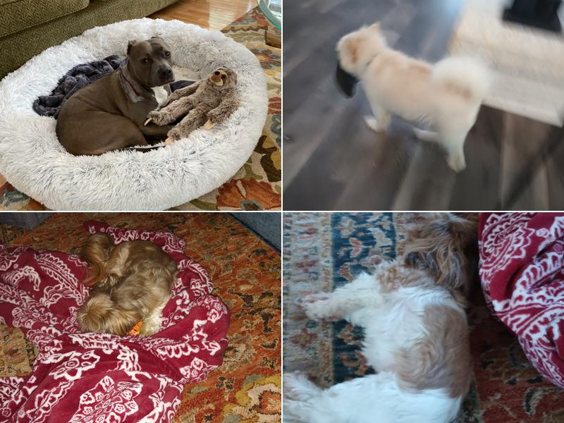 The Fat Puppy People pet sitting