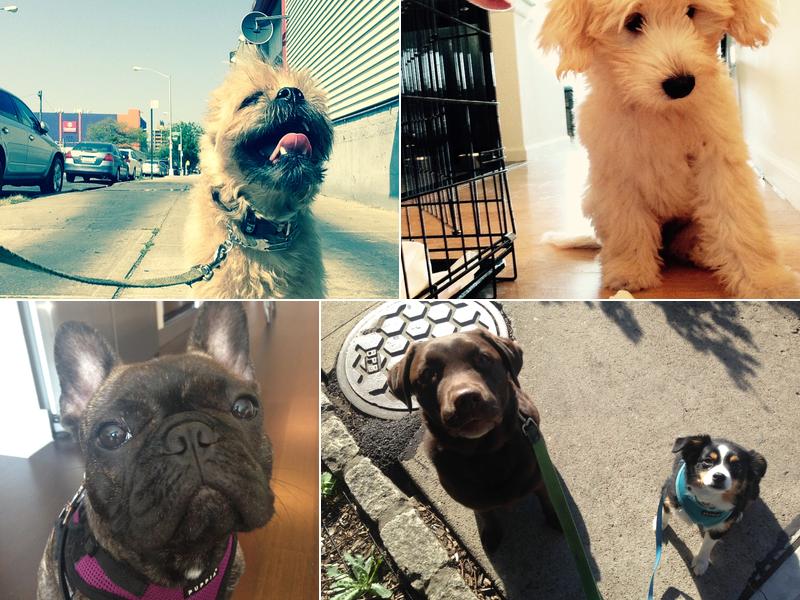 Brooklyn Tails and Trails Dog Walkers