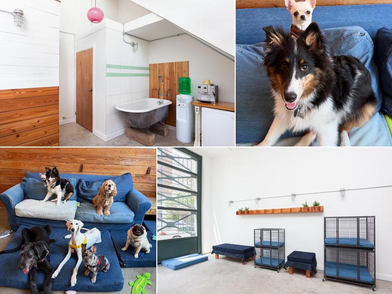 The Dog Institute of Williamsburg