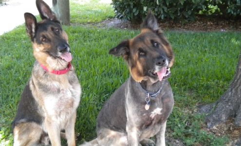 Successful Paws Dog Training LLC