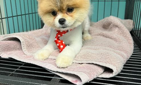 Robin's Nest Pet Grooming