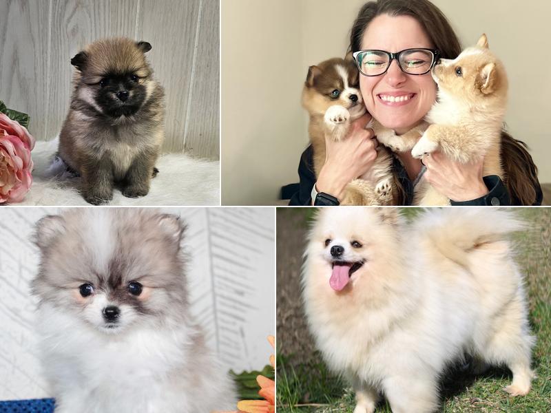 Blessed Little Paws-Home of Pomeranians