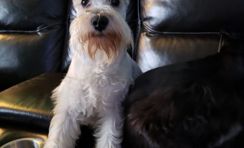 Pet Palace Grooming Salon