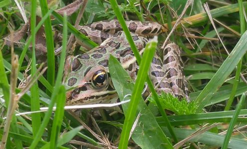 Caswell's Cottages & Trailer Park Victoria Harbour