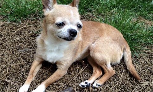 Head to Tail Dog Walking and Pet Sitting