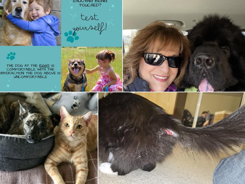 Animal Behavior Consultants of Michigan