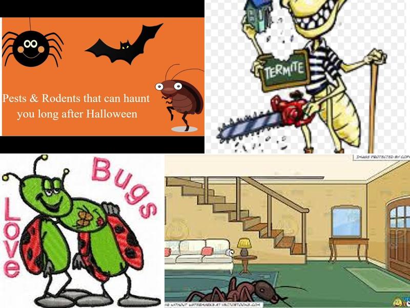 Go Pro Pest Control & Termite