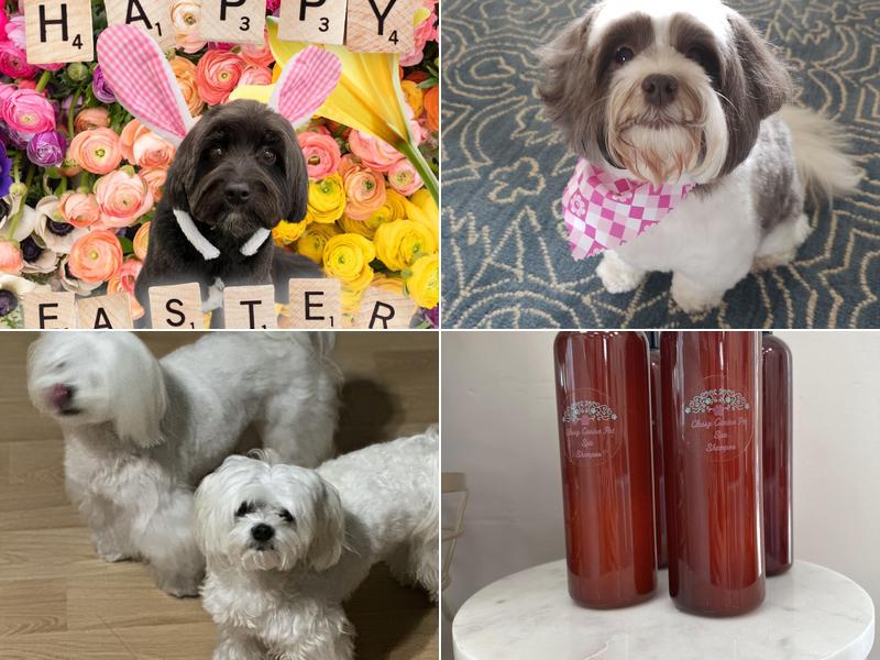 Classy Canine Pet Spa