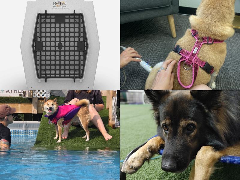 New England K9 Athlete