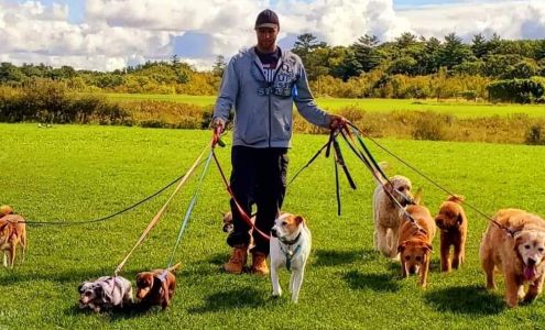 Wag-N-Walk Dog Walking & Pet Sitting