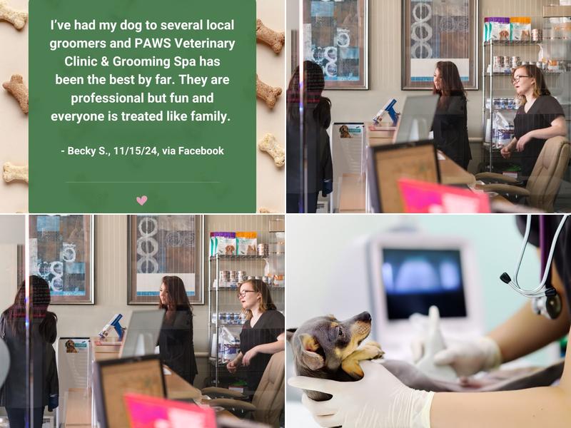 Paws Grooming & Day Spa