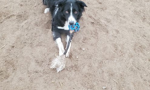 Billings K9 Coaching