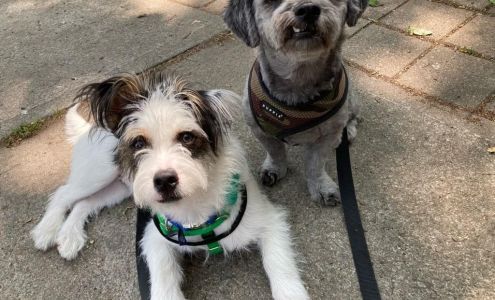 RidgeWalks Dog Walking and Cat Sitting 1842 Summerfield St, Ridgewood New York 11385