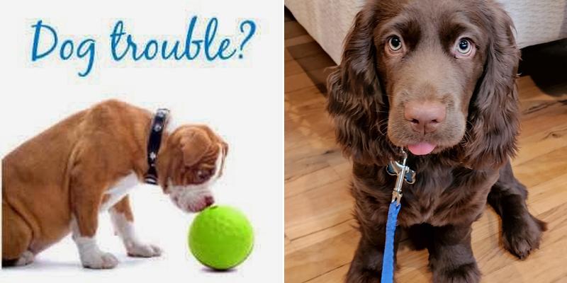 The Woofman Long Island Dog Training / Behavior