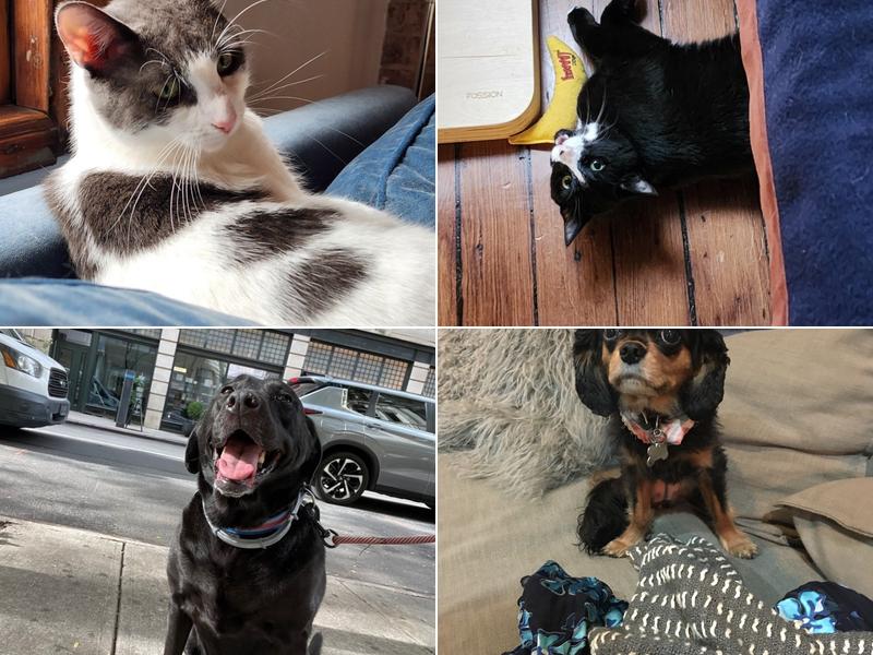 Fetchmates - Dog Walker in Williamsburg