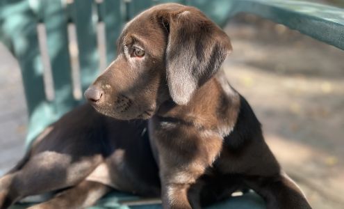 Winter Creek Labradors 300 Fair Glen Rd, Holly Springs North Carolina 27540