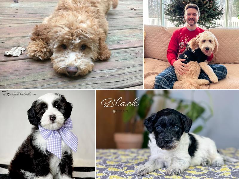 River Days Australian Labradoodles