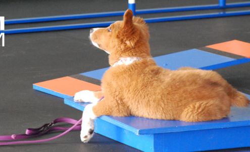 Zoom Room Dog Training