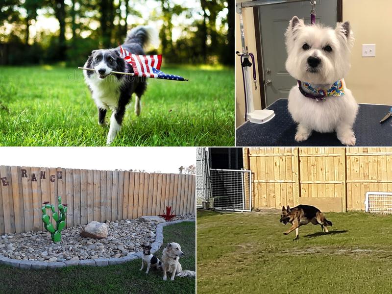 King Ranch K9 Resort