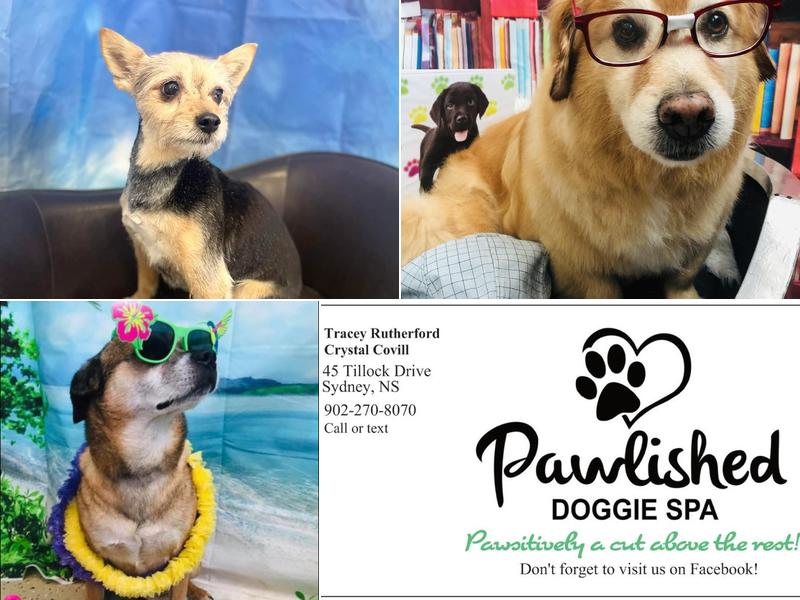 Pawlished Doggie Spa