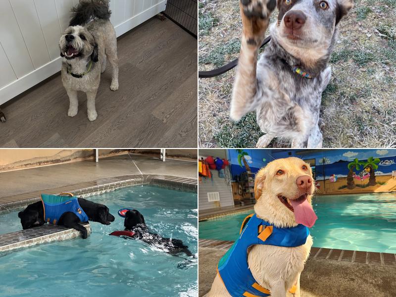 Green Leaf Pet Resort Millstone