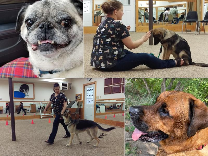 Proud Land the Pet Place