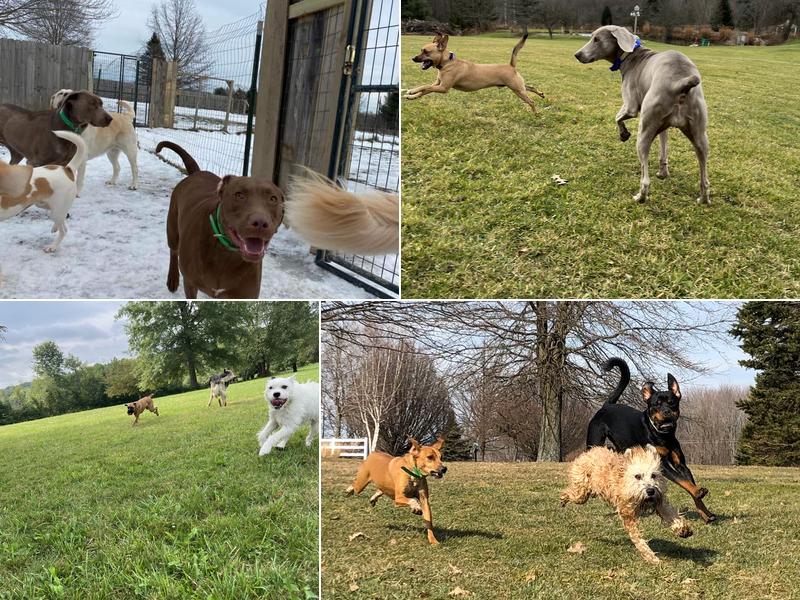 Lucky Dog Stay and Play